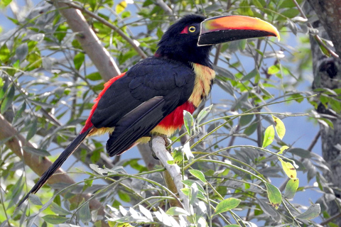 Carara nationalpark: Bästa turen Carara nationalpark-en dag