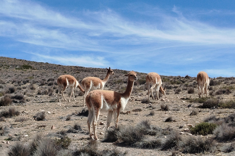 Salinas Lagoon in 4x4 Adventure & Andean Hiking