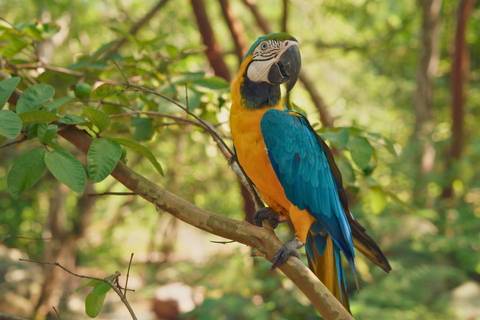 Puerto Maldonado: 4-Day Tambopata Amazon Photography Tour