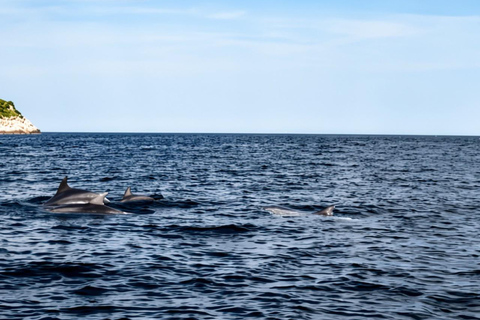 Golfo Aranci: Dolphin-watching tour on a luxury RIB boat with skipper Golfo Aranci: Dolphin-watching tour on a luxury RIB with skipper