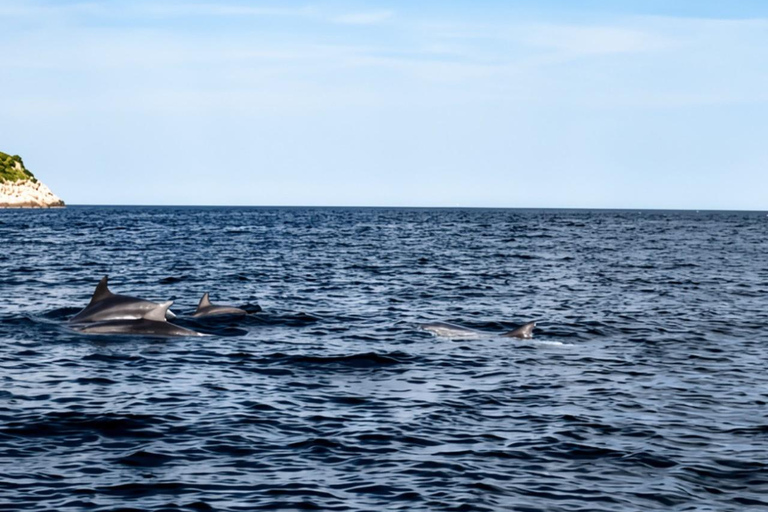 Golfo Aranci: Dolphin-watching tour on a luxury RIB boat with skipper Golfo Aranci: Dolphin-watching tour on a luxury RIB with skipper
