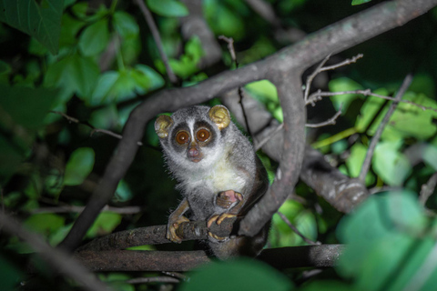 Sigiriya: Slender loris, Nocturnal Wildlife Tour