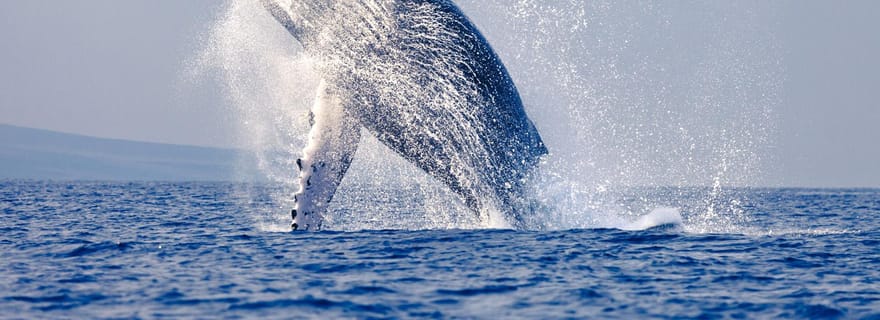 Mancora : Observation des baleines - A la rencontre des géants majestueux
