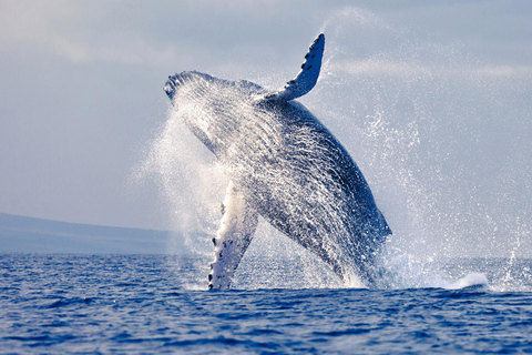 From Tumbes/Zorritos: Whale Watching & Sea Turtle Swim Tour