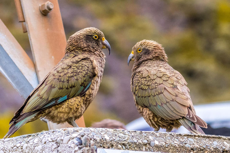 Arthur’s Pass Tour From Christchurch via CHC-GRZ TranzAlpine