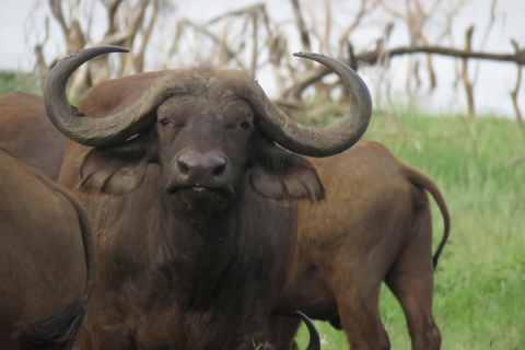 Arusha National Park: Day Trip with Walking Safari & Canoe Shared Day Trip Transfer & Game Drive (Fees Excluded)