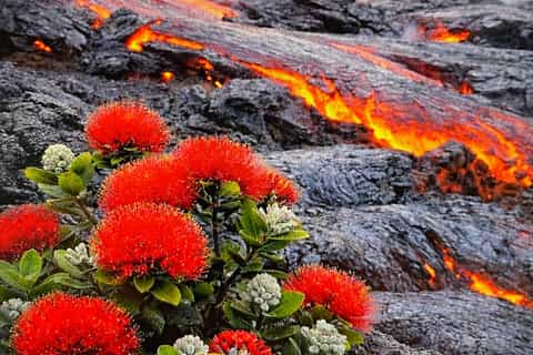 Hilo, Hawaii- Volcano, Waterfalls and Beach Tour With Lunch - Image 3