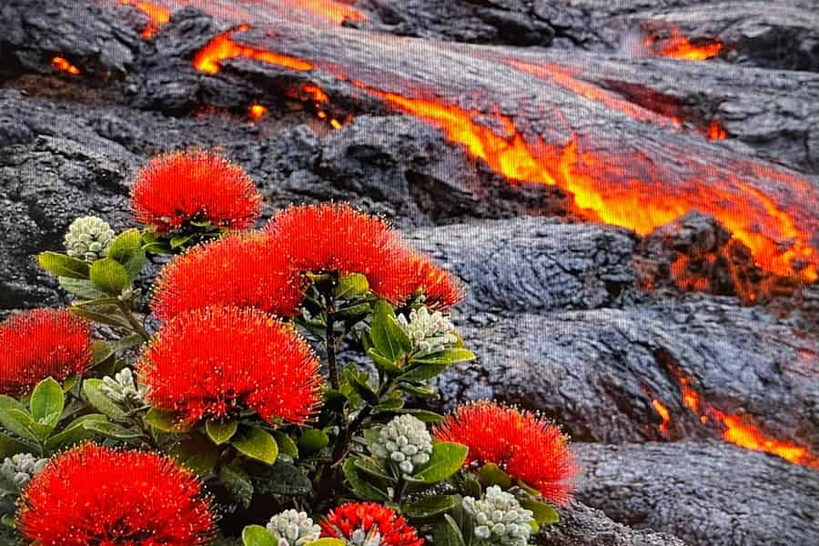 Hilo, Hawaii – Vulkan, Wasserfälle und Strandtour mit Mittagessen. Foto: GetYourGuide