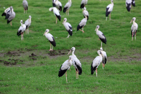Minneriya, Kaudulla or Eco Park – Private Wildlife Safari Kaudulla national park