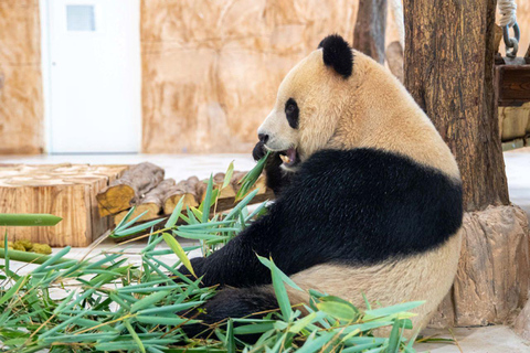 Al Khor: Panda House Visit with Transportation from Doha