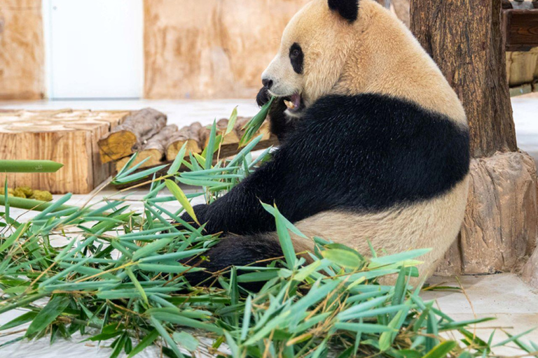 Al Khor: Panda House Visit with Transportation from Doha