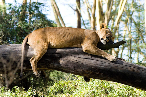 3 dagar 2 nätter Masai Mara med safari