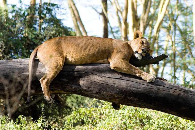 3 dagar 2 nätter Masai Mara med safari