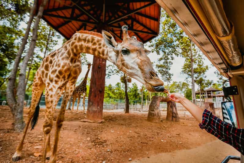 Chiang Mai Night Safari: Entry Ticket with Tram Ride