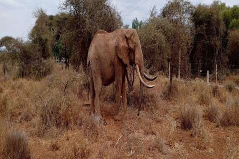 David Sheldrick: Sierociniec dla słoni
