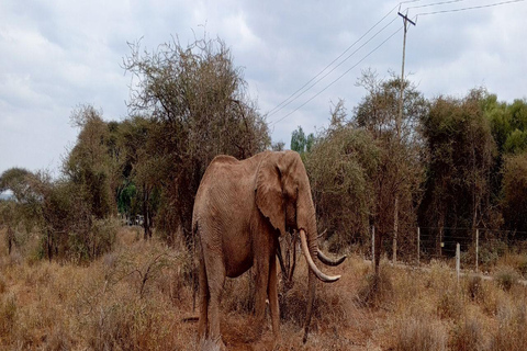 Nairobi;Elephant OrphanageDavid sheldrick: Elephant orphanage