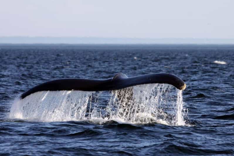 Tadoussac or BaieSainteCatherine Whale Watching Cruise GetYourGuide