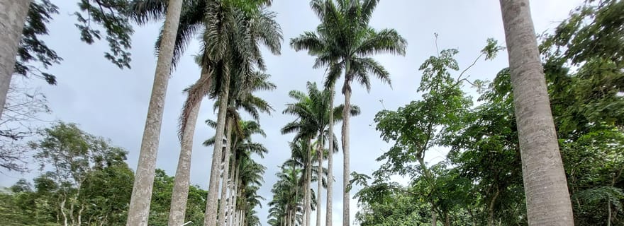 Jardins botaniques d'Aburi et première ferme de cacao