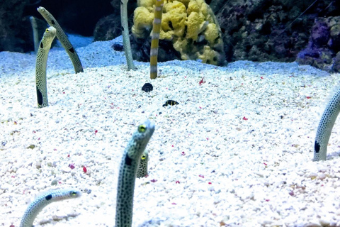 Półdniowa wycieczka po Lizbonie z prywatną wycieczką łodzią i Oceanarium