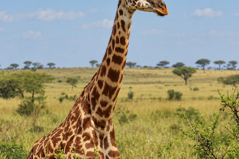 Private Arusha National Park Safari with Expert Guide