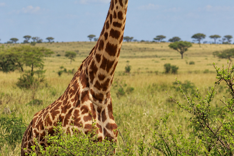 Private Arusha National Park Safari with Expert Guide