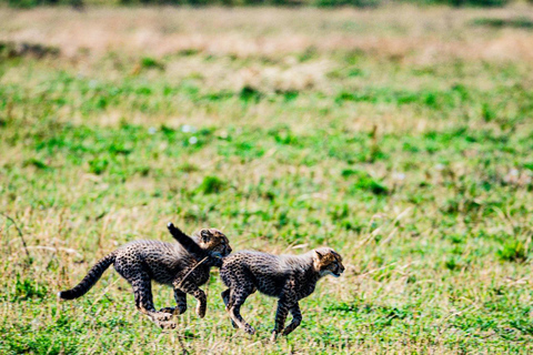 8-Day Group budget Safari Through Kenya and Tanzania