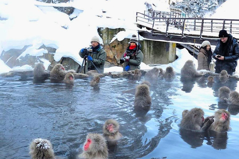 Excursion privée d'une journée aux singes des neiges et au temple ZenkojiVisite guidée privée Nagano Singes des neiges Temple Zenkoji Obuse