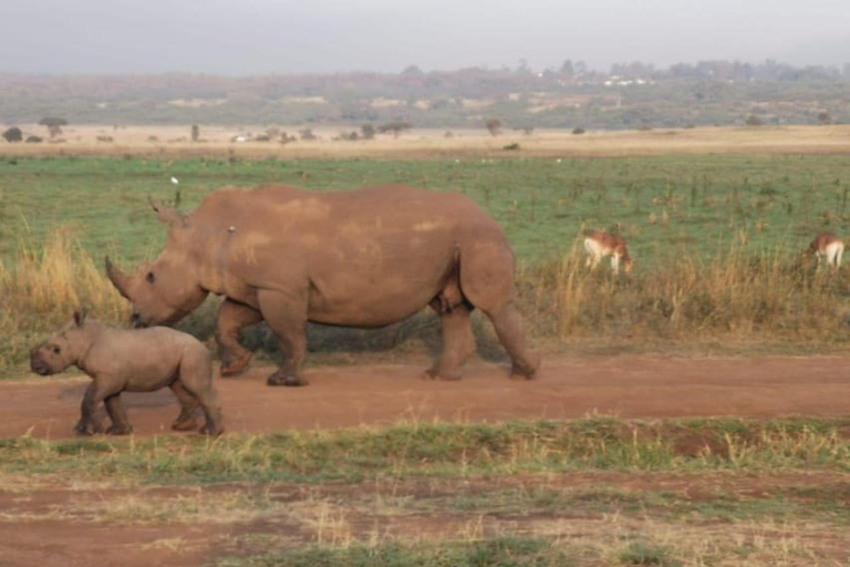 Nairobi: Dagsutflykt till Amboseli nationalpark med Masai Village