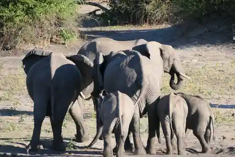 Från Johannesburg: 6 dagars lyxig safari i Krugerparken
