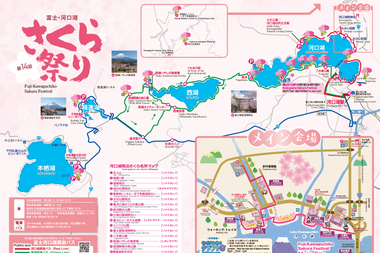 Tokyo:Cherry Blossom Mt Fuji & Shibazakura Festival Day Trip 07:30 Pick&Drop from Hotel/BnB