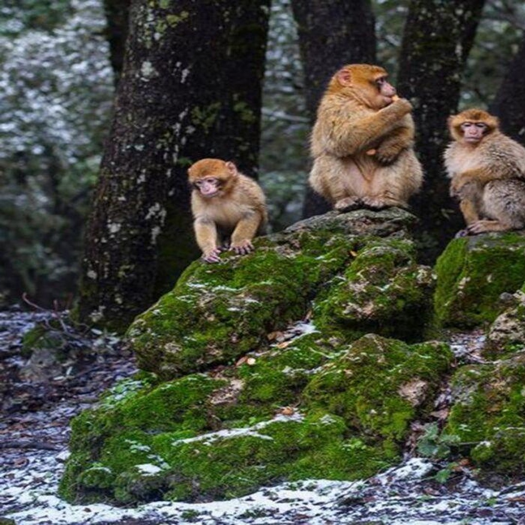 Excursion privée d'une journée de Meknès vers les villes du Moyen Atlas - trekking