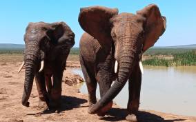 Private Full Day Addo Elephant National Park Safari