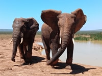 Private Full Day Addo Elephant National Park Safari - Housity