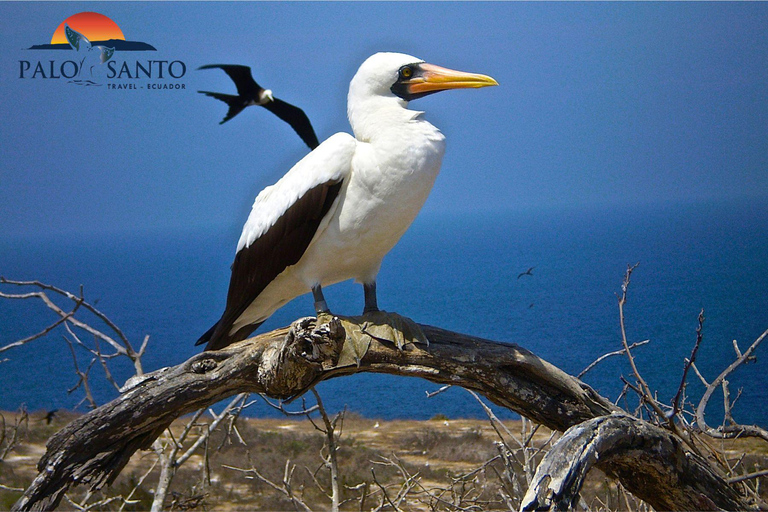 Puerto Lopez: Isla de la Plata: The Magic of the Mini Galapagos Waiting for You