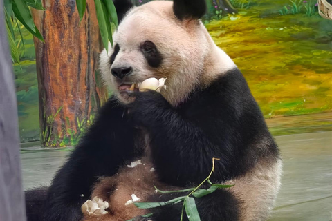 Guangzhou Zoo: Giant panda Pavilion Ticket