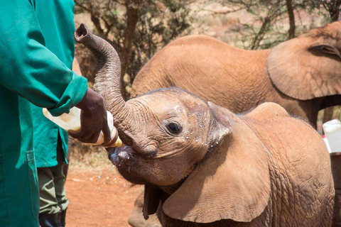 Parco di Nairobi, Elefante, Giraffa, Bomas e cena Safaripark