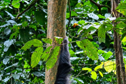 From Kigoma: 3-Day Gombe Chimpanzee Trek with Boat Ride Mid-Range 3-Day Gombe Package ( 2 nights )