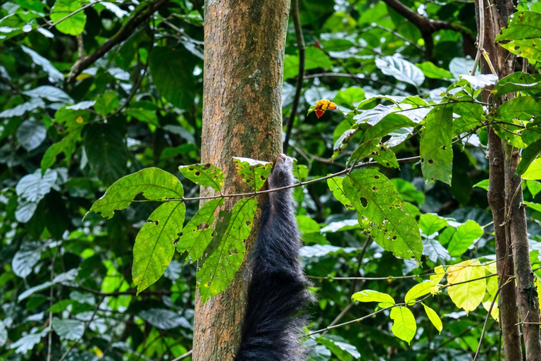 From Kigoma: 3-Day Gombe Chimpanzee Trek with Boat Ride Mid-Range 3-Day Gombe Package ( 2 nights )