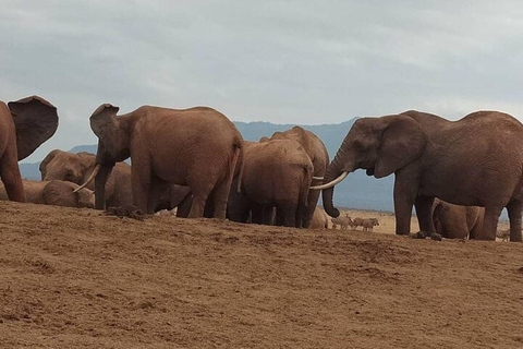 Mombasa/Diani: 2-Day Tsavo East Safari with Meals Private day tour to Tsavo East National Park - VAN