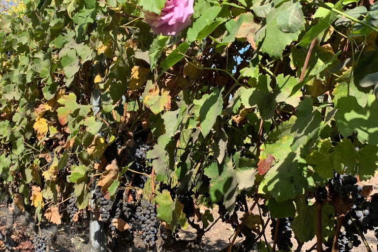 Santa Barbara: Horseback Riding and Wine Tasting Tour