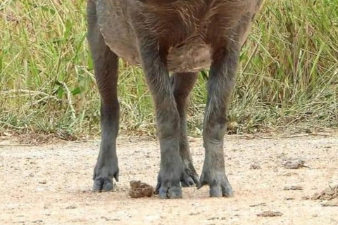 5-Day Wildlife Safari with Kigali City Tour and Lake Kivu.