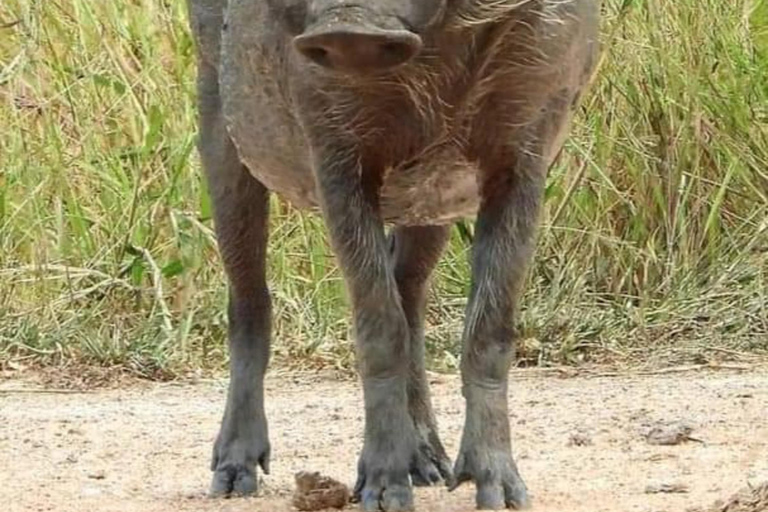 5-Day Wildlife Safari with Kigali City Tour and Lake Kivu.