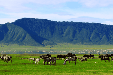 Podróż gnu