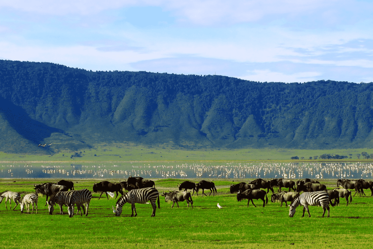 A viagem dos gnus