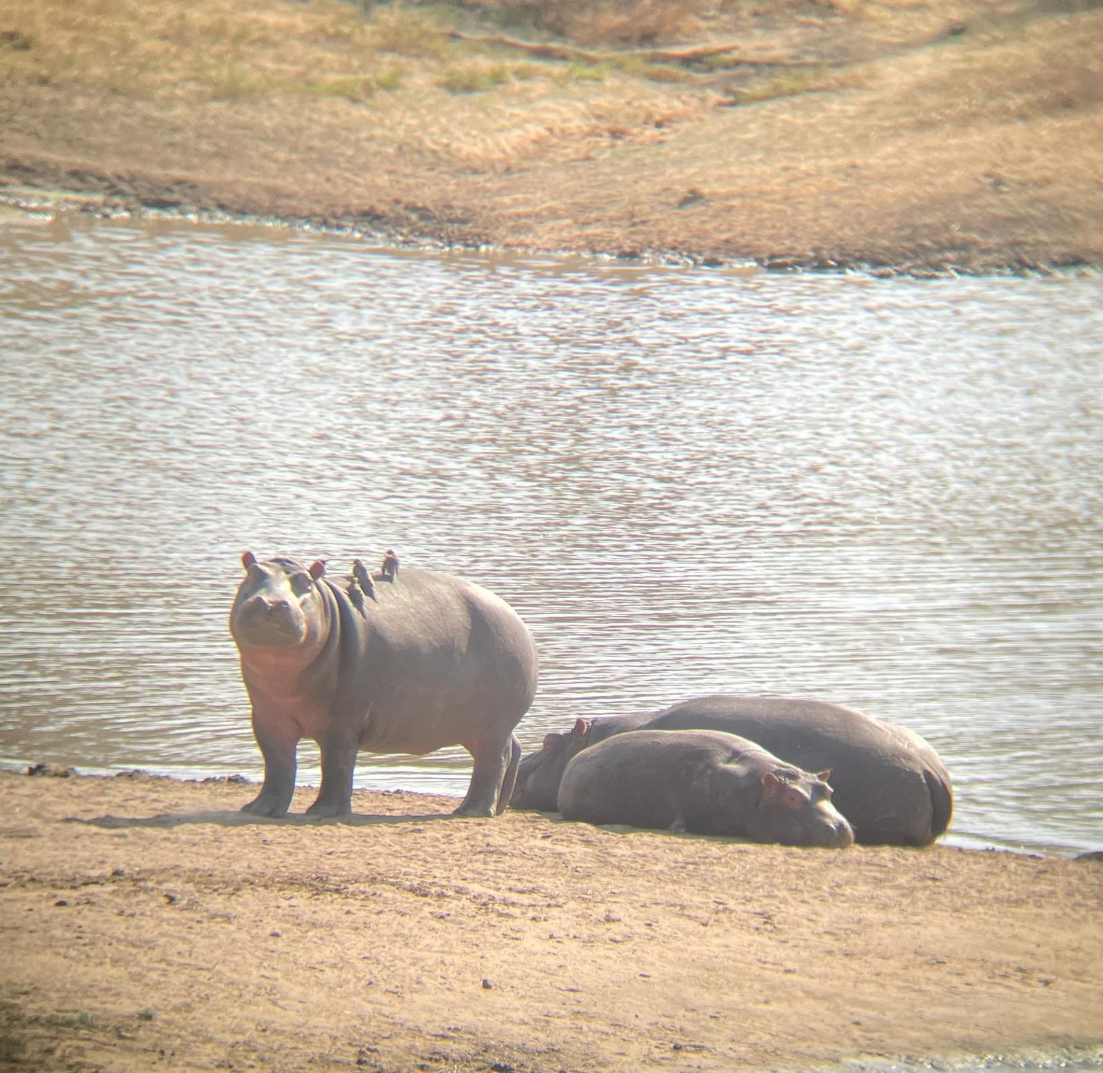 Johannesburg: Dinokeng-Safari mit Abholung