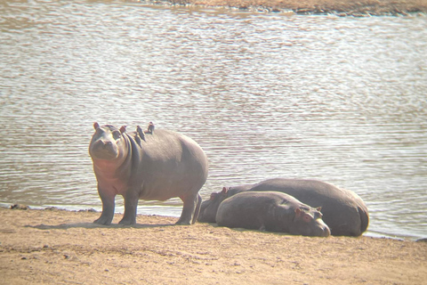 Johannesburg: Dinokeng Game Reserve Safari with Pickup