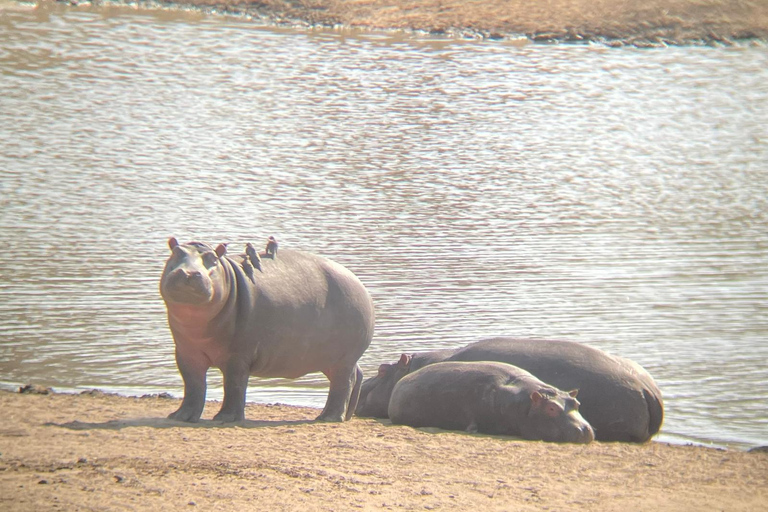 Johannesburg: Dinokeng Game Reserve Safari with Pickup