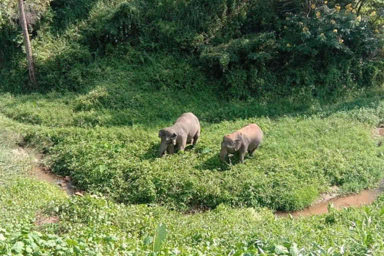 Chiang Mai: Temple Visit & Elephant Nature Observation