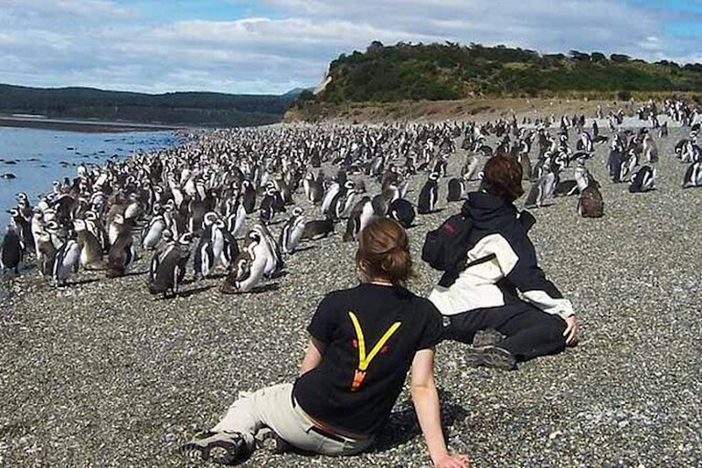 Ushuaia: Martillo Island Full-Day Tour – Walk Among Penguins