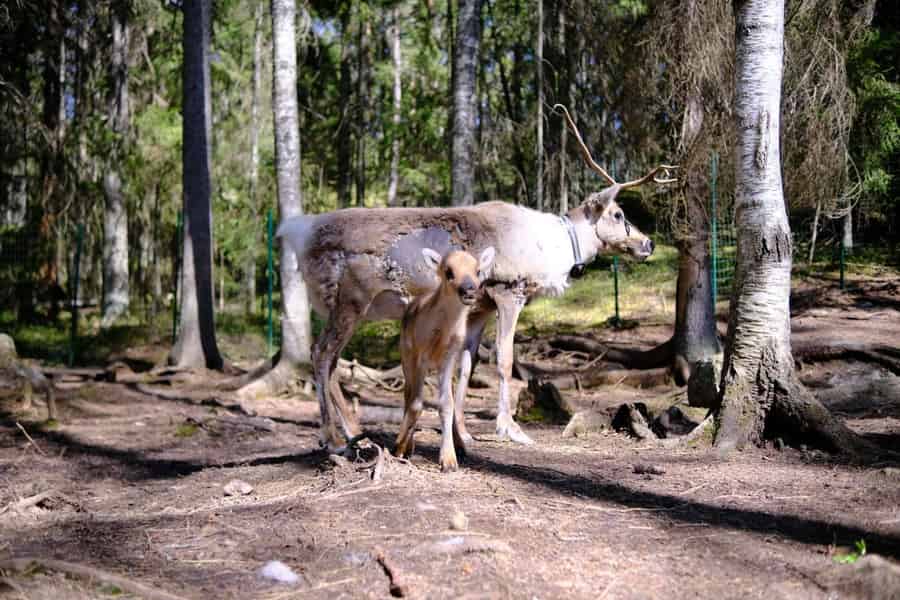 Helsinki: Rentierfütterung und Traditionen der Sámi + Fotos. Foto: GetYourGuide Helsinki: Rentierfütterung und Traditionen der Sámi + Fotos. Foto: GetYourGuide
